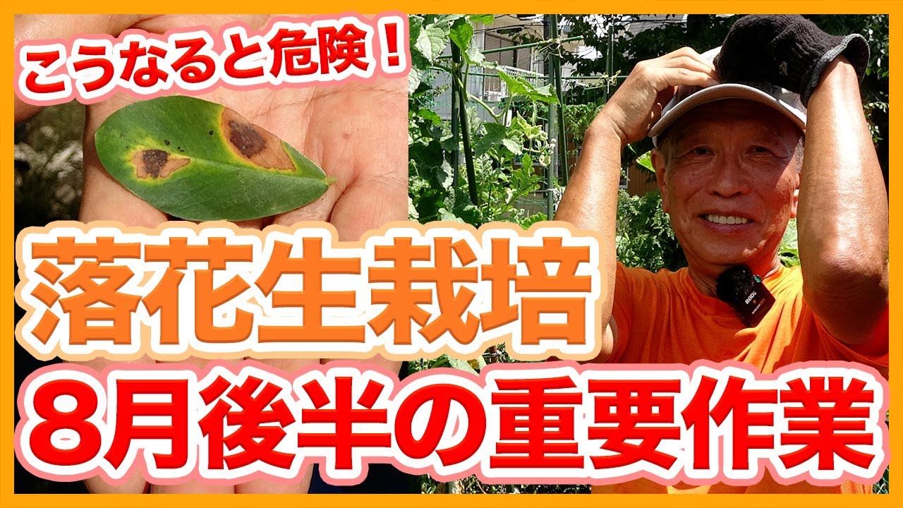 家庭菜園やの農園で８月落花生栽培！これをやると生長が止まる！？害虫対策など8月後半の重要作業を徹底解説！【農家直伝】/Tips for dealing with peanuts in August.