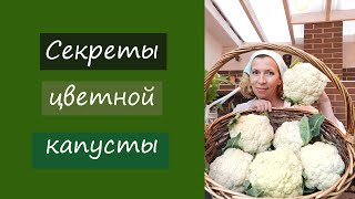 Секреты цветной капусты