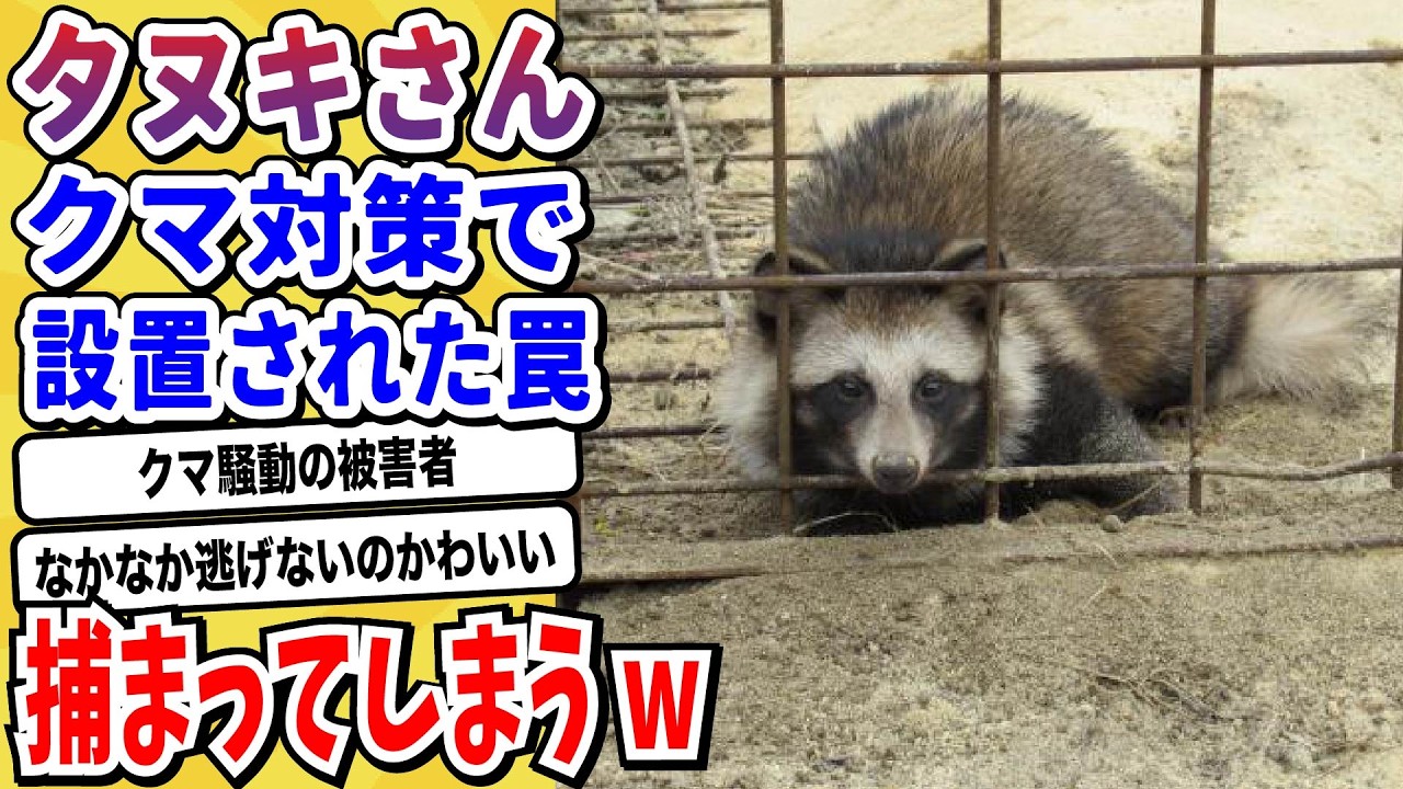 【2ch動物スレ】クマ騒動の新たな被害者？クマ用の罠に引っかかる「タヌキ」がアホすぎるwwwww【なんj/にちゃん 面白いスレ】