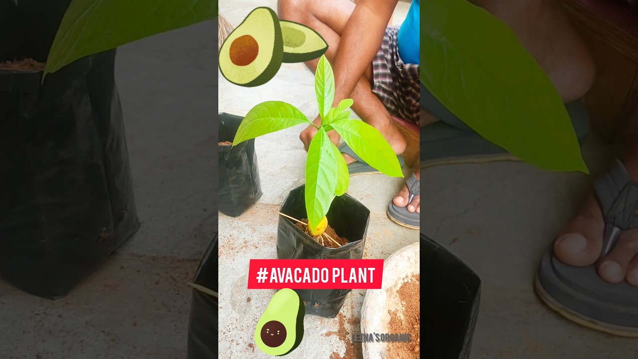 #fruit #avocado #terracegarden #gardening #leena's organic #rooftopgarden