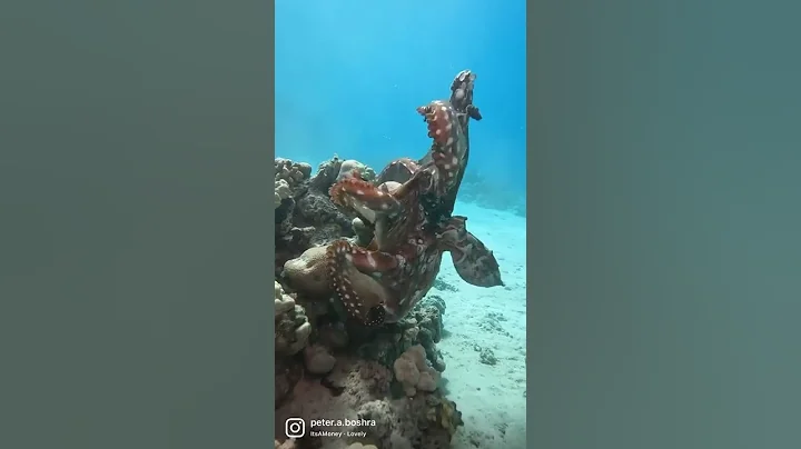 Octopus love