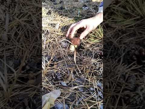 Польский (панский) гриб
