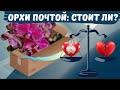 Новые орхидеи: весь спектр эмоций!