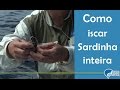 Top Dicas - Saiba como iscar a sardinha inteira para pesca de anchovas