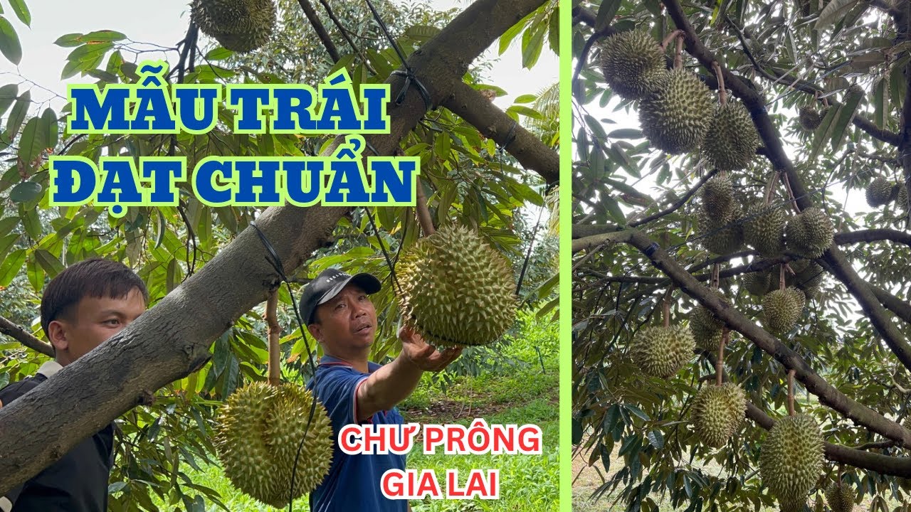 MẪU TRÁI ĐẠT CHUẨN - VƯỜN ANH NGHĨA - CHƯ PRÔNG, GIA LAI