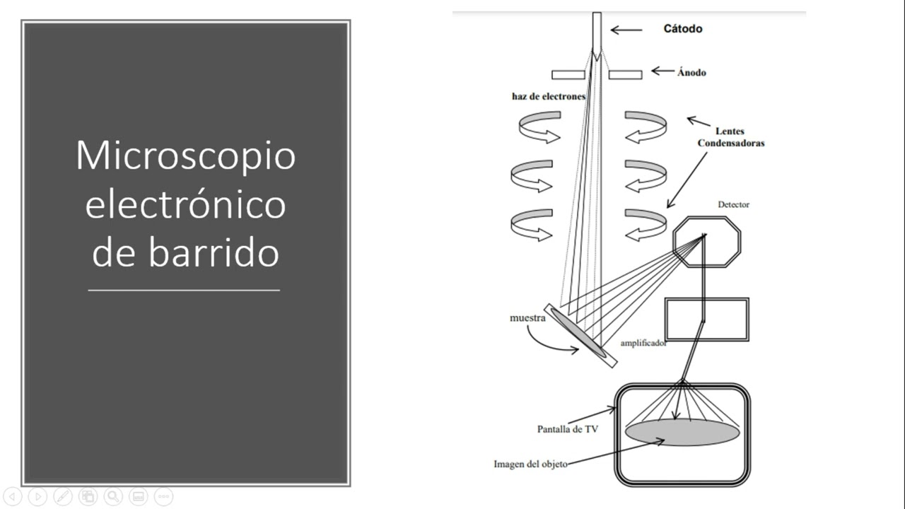 Diferencias entre le microscopio electrónico de transmisión y de