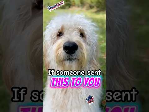 This Hug Is For You!🥰 #dog #funnydogs #goldendoodle