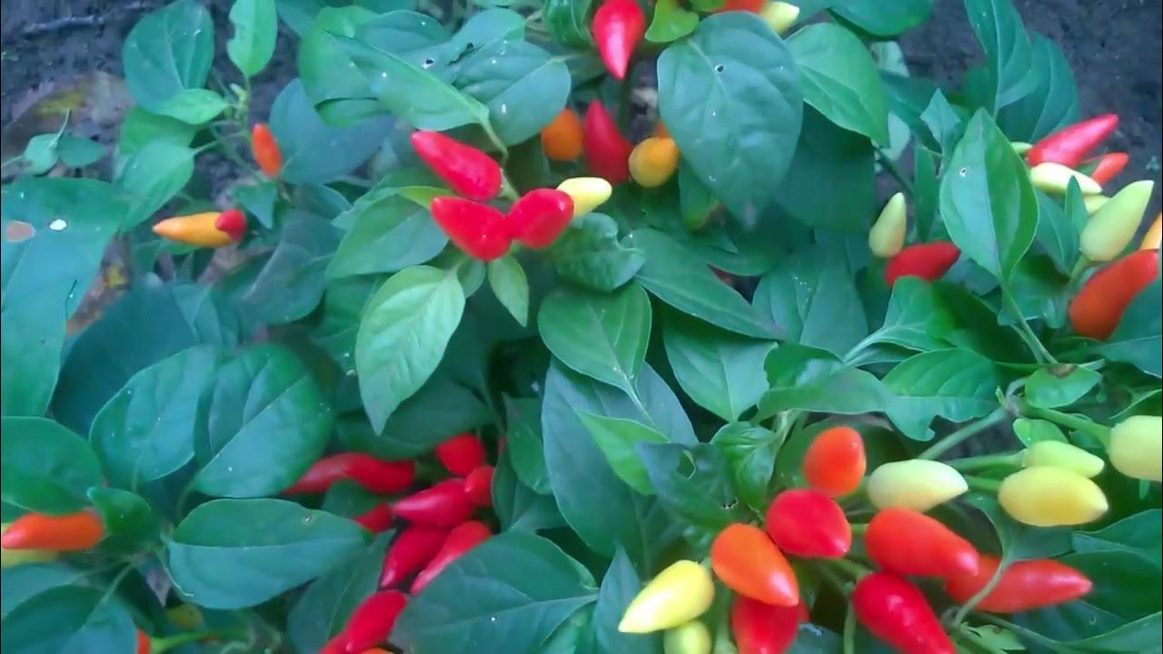 Перец новогодний фото