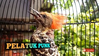 Masteran Pelatuk Caladi Tikotok GACOR!!