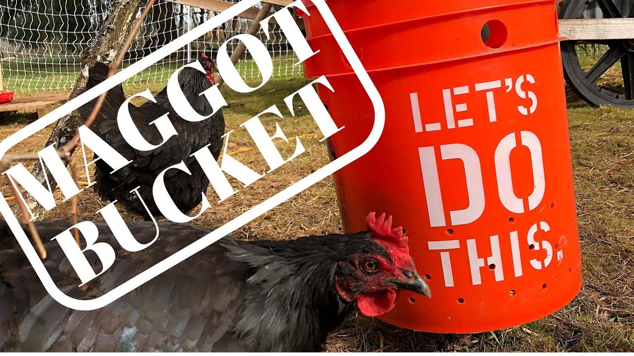 Maggot Bucket = Free Chicken Food! YouTube