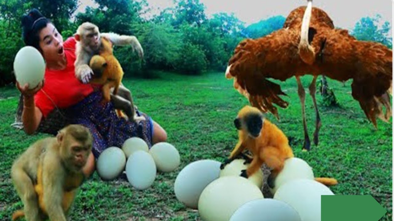 Women run Catch Monkey meet with Ostrich Egg Ostrich Egg for dog and Monkey eat - Village Chef