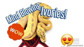 Celebrity The Most Insane Ivory Ball Pythons Wealth