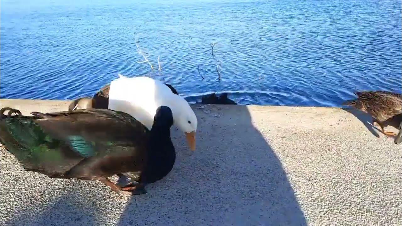 🤣 Australian black swan attack duck seagull pigeon eating bird hissing