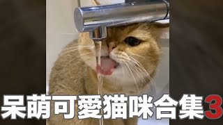 【貓咪合輯】超好笑超可愛的小貓合集3心都融化了 | Funny Animal Memes