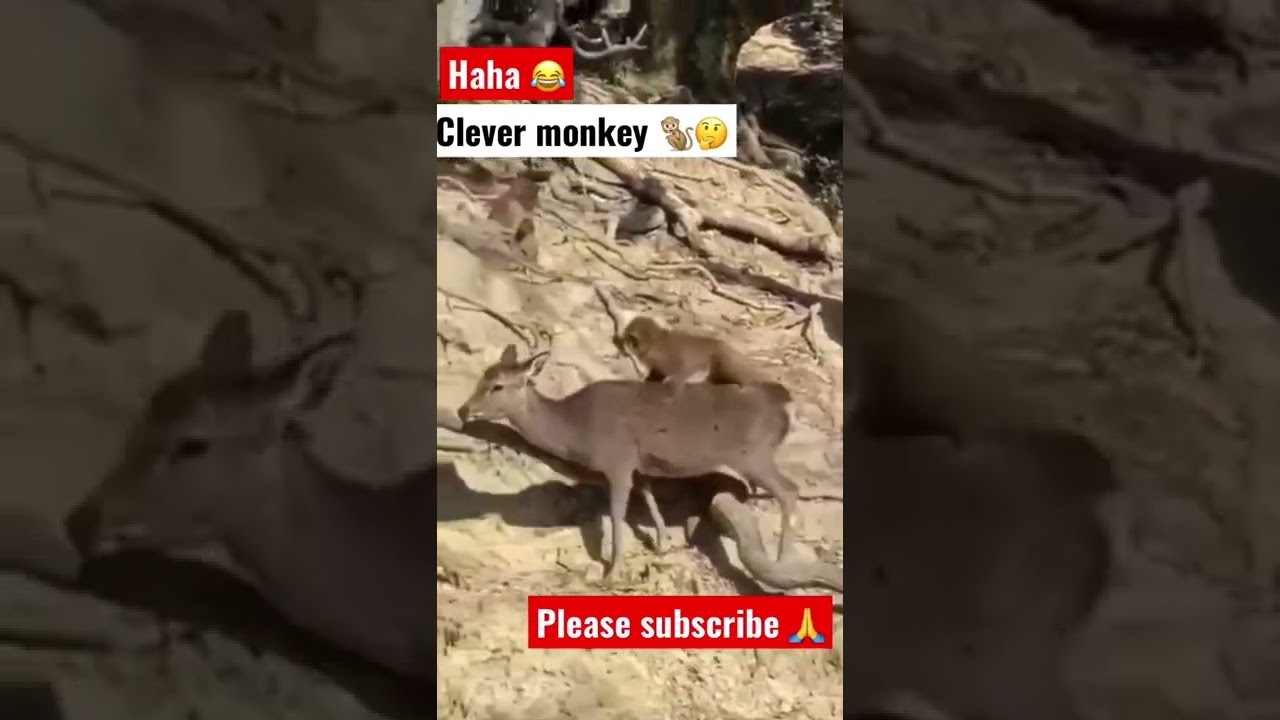 🤣Monkey 🐒 baby taking ride with deer 🦌 | funny 😆 animal | 