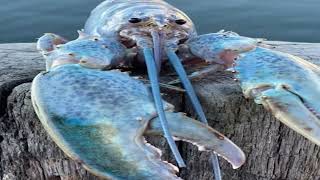 Top 5 Blue Lobster Jumpscare