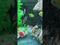 #aquarium #fishkeeping #hocac #shorts #fishtank