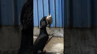 Cormorant Swallows A Gigantic Fish 🐟 Like An Oyster 😱 #Bird  #Fishing  #Wildlife