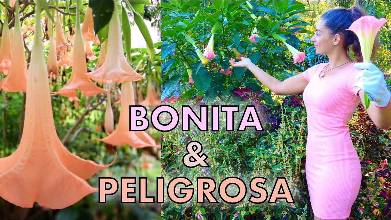 Todo sobre TROMPETA DE ANGEL o BRUGMANSIA