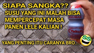 FAKTA MANFAAT YAKULT UNTUK LELE‼️GAK ADA YANG NYANGKA SEBELUMNYA🤣