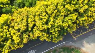 1110929彰化溪湖東螺溪台灣欒樹