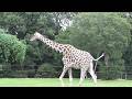 キリン🦒可愛い❤ Cute giraffe #247【Cute animal videos】
