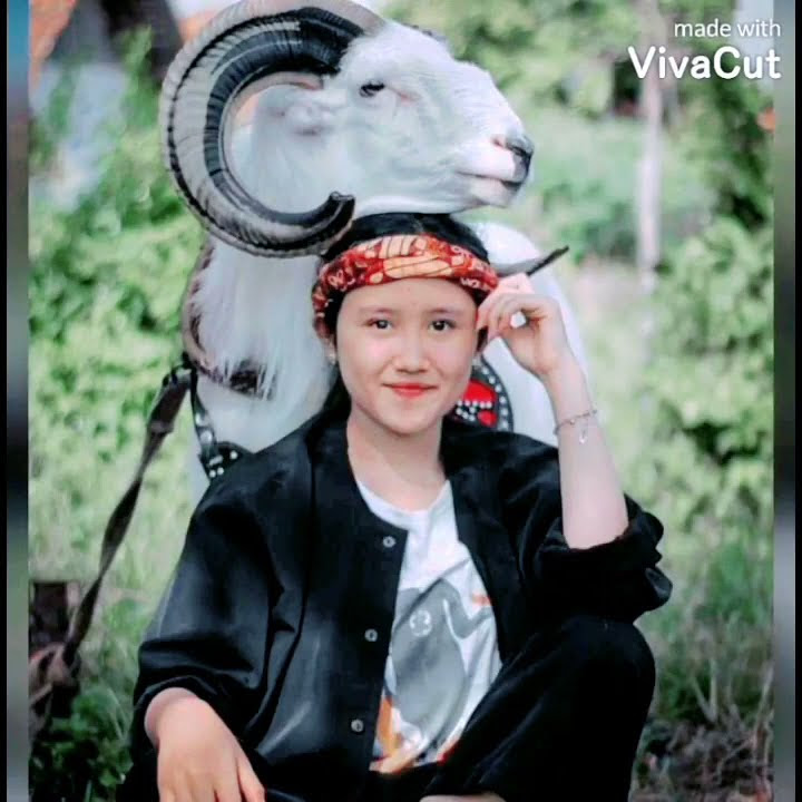 Story WA Domba garut 2021