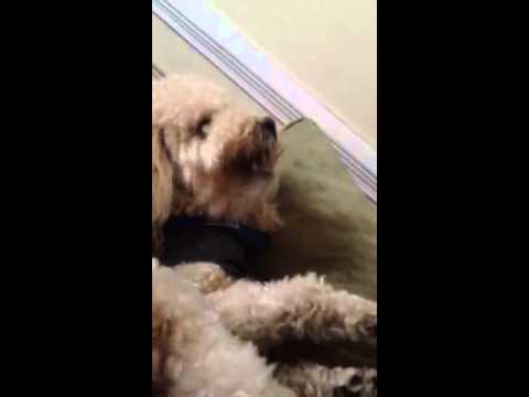 poodle seizures