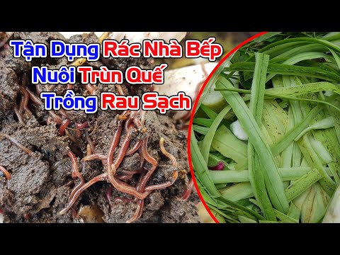 Video: PhânTrùn Dưới Chậu - Thùng Ủ Trùn Cho Trong Nhà