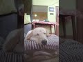 sapna#shorts #shots #duet #bestfriend #comedy #love #youtube #dogvideos