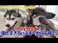 【成長記録】狼犬を育てるシベリアンハスキー【2か月～5か月】