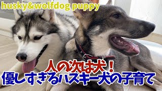 【成長記録】狼犬を育てるシベリアンハスキー【2か月～5か月】