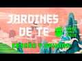 🍃 JARDINES DE TÉ 🏯 - Reseña y Opinión