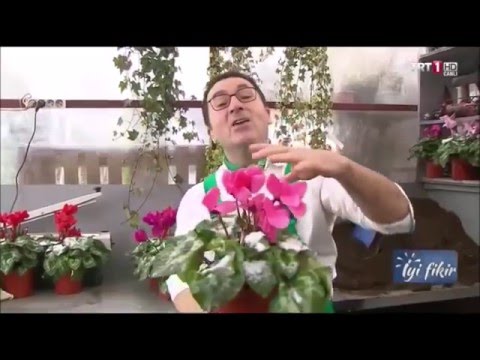 Video: Saksıda çiçek Nasıl Verilir