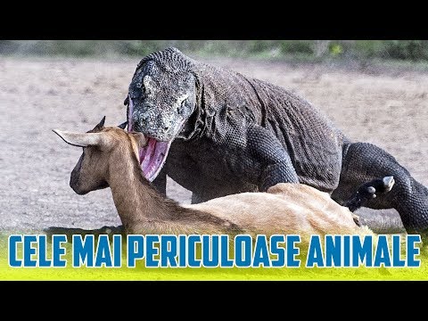 Video: Unde Sunt Cele Mai Periculoase Animale Din Lume