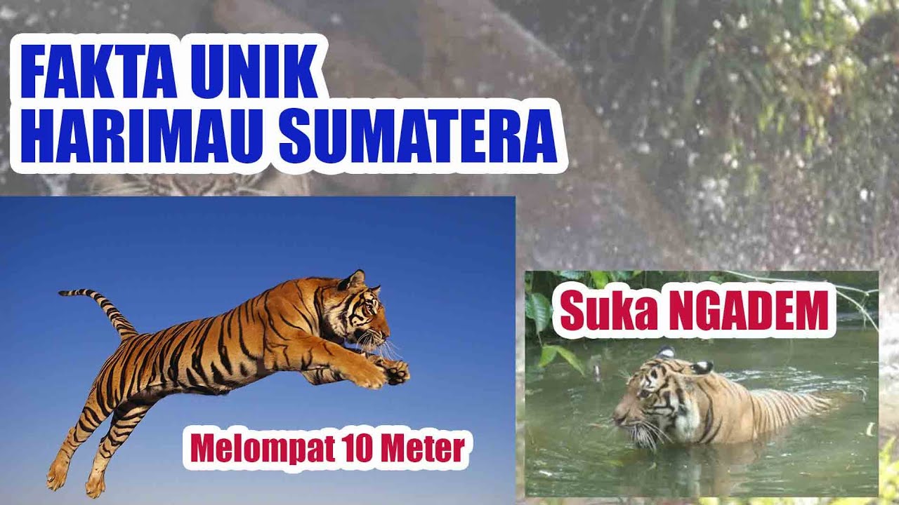 Fakta Umum Tentang  Harimau  Sumatera  yang Belum Kalian 