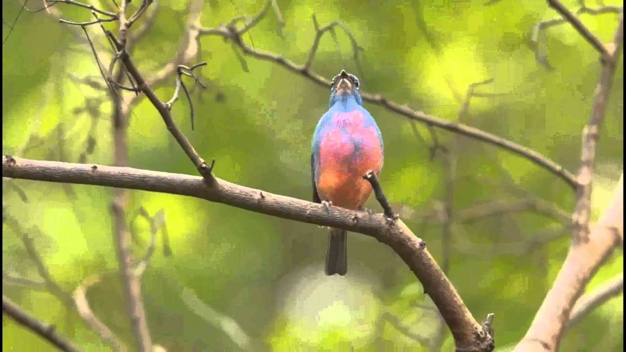 Rose-bellied Bunting (Passerina rositae) 