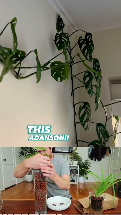 Low Maintenance LECA Monstera adansonii #houseplants #LECA #monstera