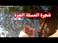 هذه هي شجرة المسكة الحرة التي تستعمل في الحلويات وفي أشياء أخرى هذه هي شجرة المسكة الحرة التي تستعمل في الحلويات وفي أشياء أخرى