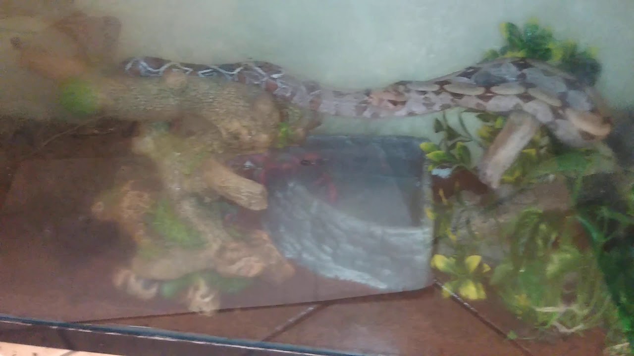 video phone beyonce mp3 Suriname Red tail boa enclosure