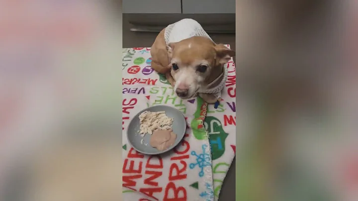 Woman accused of stabbing dog while teen girl was ...