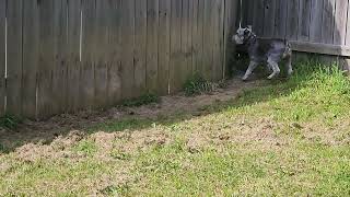 Balto runs the Fence with Artemis and Apollo