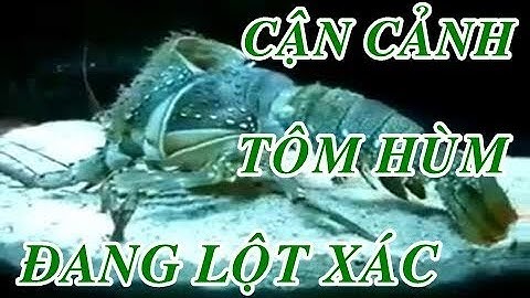 CẬN CẢNH LỘT XÁC CỦA TÔM HÙM TẠI | ẨM THỰC MIỀN TÂY