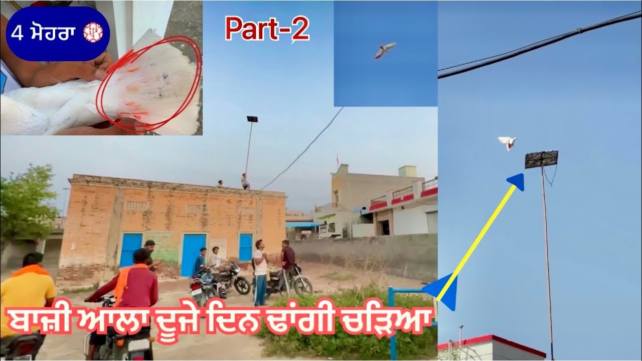 ਲਓ ਜੀ, ਜਿਹੜਾ ਕਬੂਤਰ 🕊️ਬਾਜ਼ੀ ਛੱਡਿਆ ਸੀ|| ਉਹ ਦੂਜੇ ਦਿਨ ਢਾਂਗੀ ਚੜਿਆ|| ਬਹੁਤ ਸੋਹਣਾ ਉੱਡਿਆ|| ਦੇਖੋ ਸਾਰੀ video