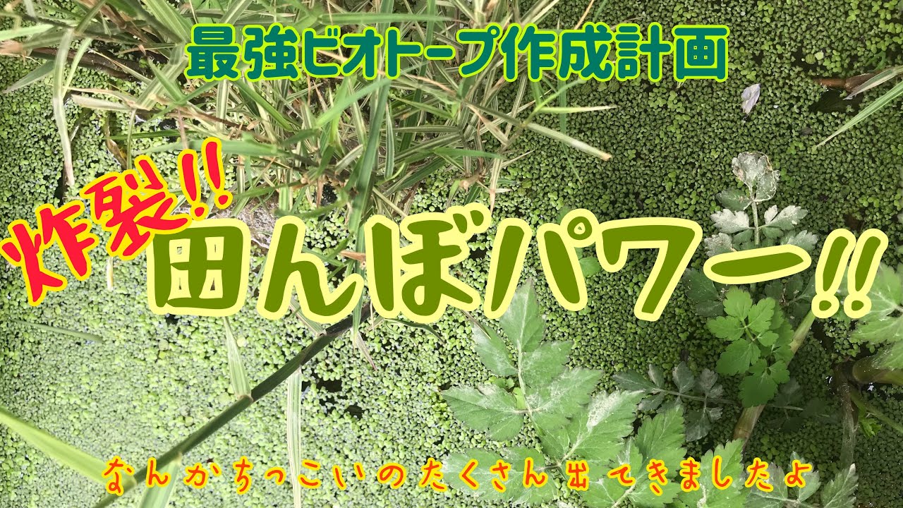 田んぼの土と田んぼの草で 田んぼビオトープを作ってみたら なんか色々出てきましたよ ﾟ Yo ﾟ Youtube