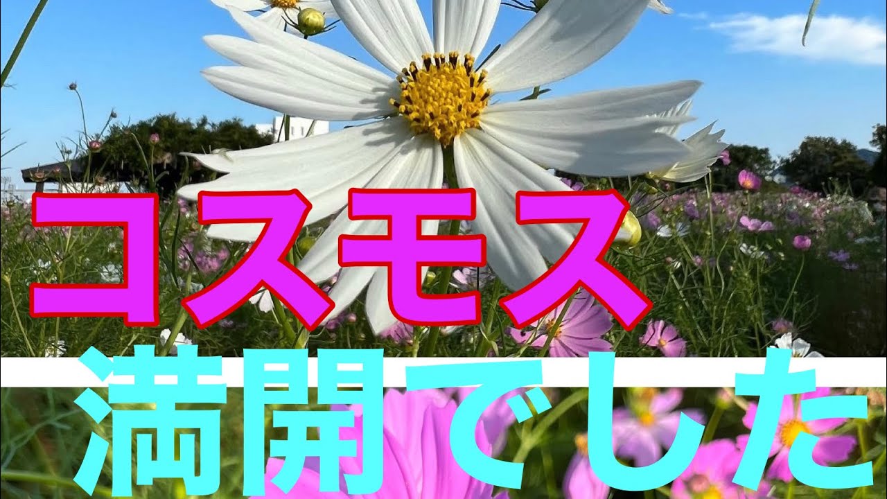 コスモス YouTube