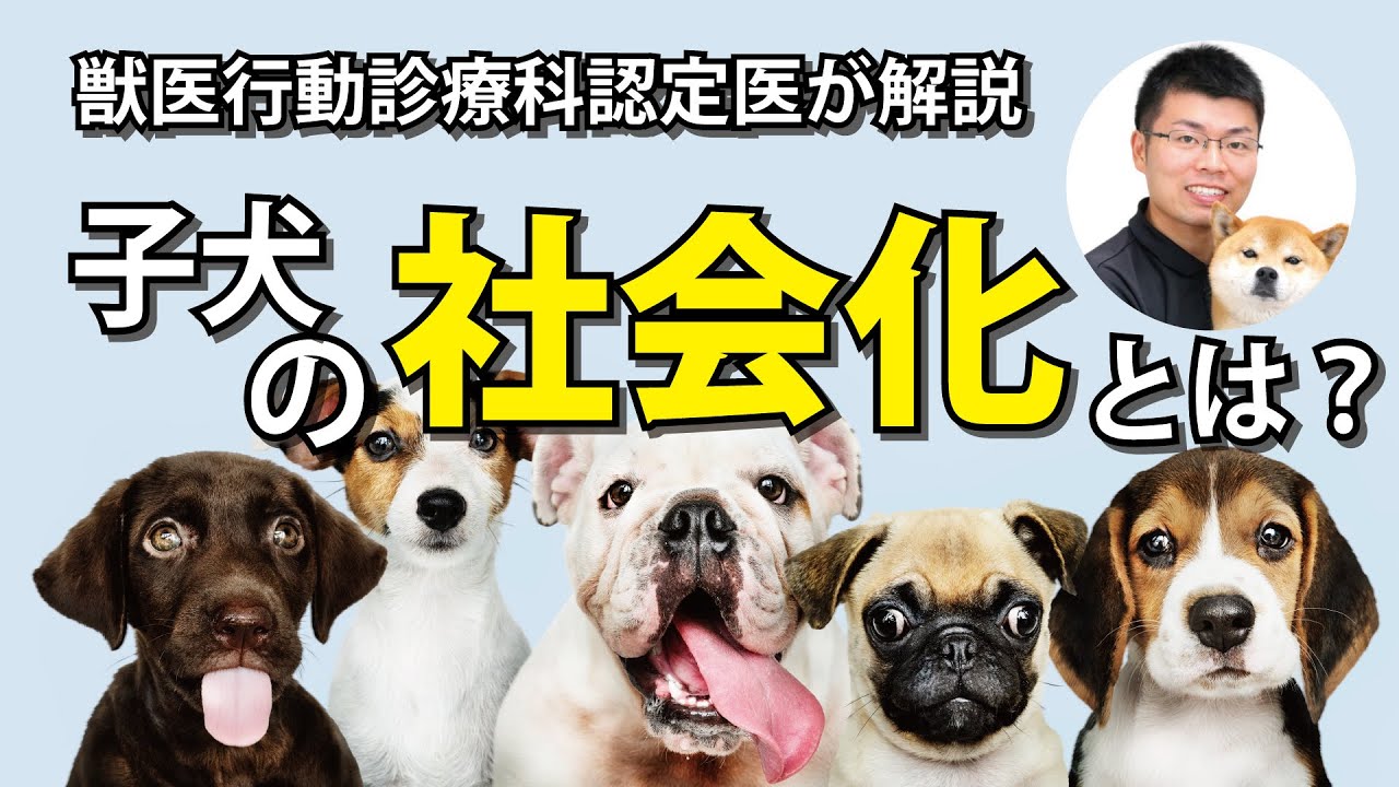 子犬の社会化 犬のしつけ教室onelife 岐阜 一宮 噛む 吠える 引っ張る問題 パピークラスまで