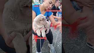 Hmong dog coc cai xam hong doc nhat vo nhi tai cho cho Bac Ha