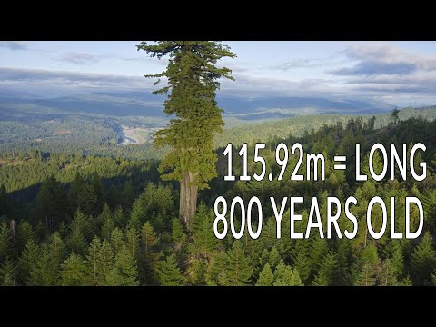 Video: California Redwood Forests: Isang Gabay sa Pinakamatataas na Puno sa Lupa