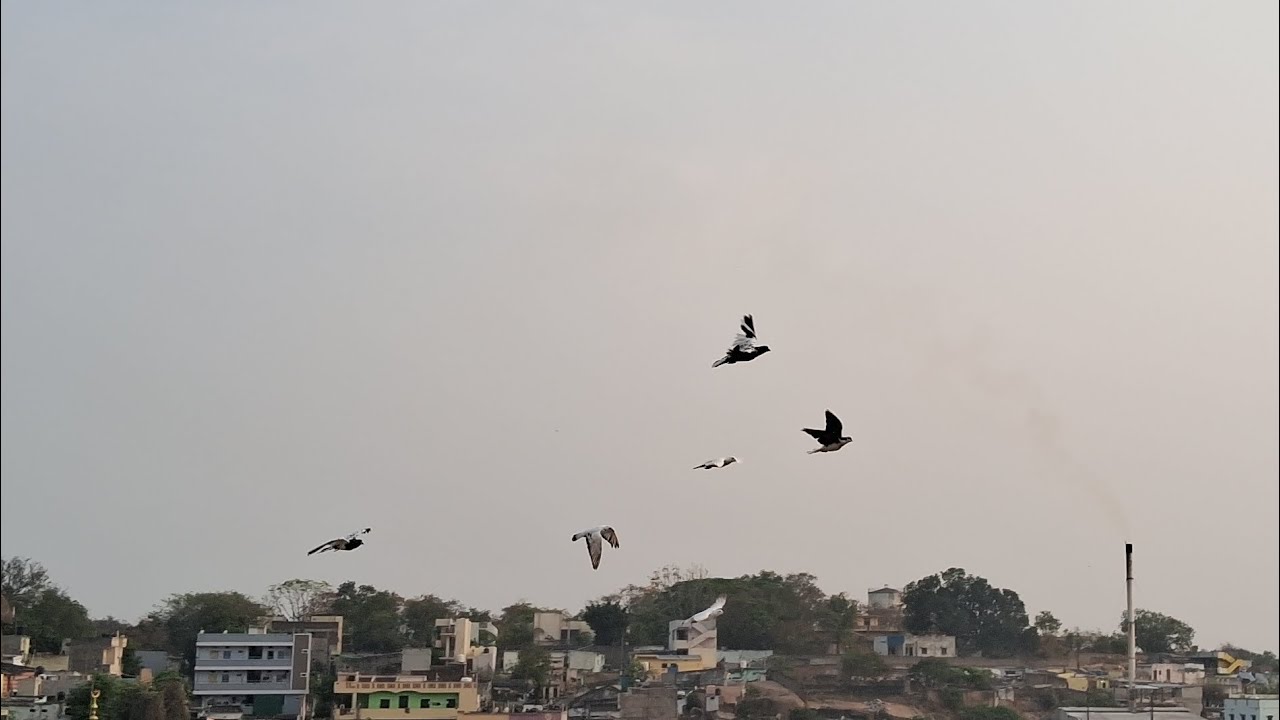 Tukri ke kabootaro ko udaya